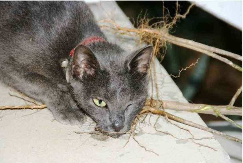 Figure 1: A cat on Christmas Island in an apparent drug-induced stupor after chewing the roots of Acalypha indica. (From Scaffidi et al 2016.)