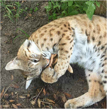 Figure 7: bobcat with silvervine (From Bol et al 2017.)