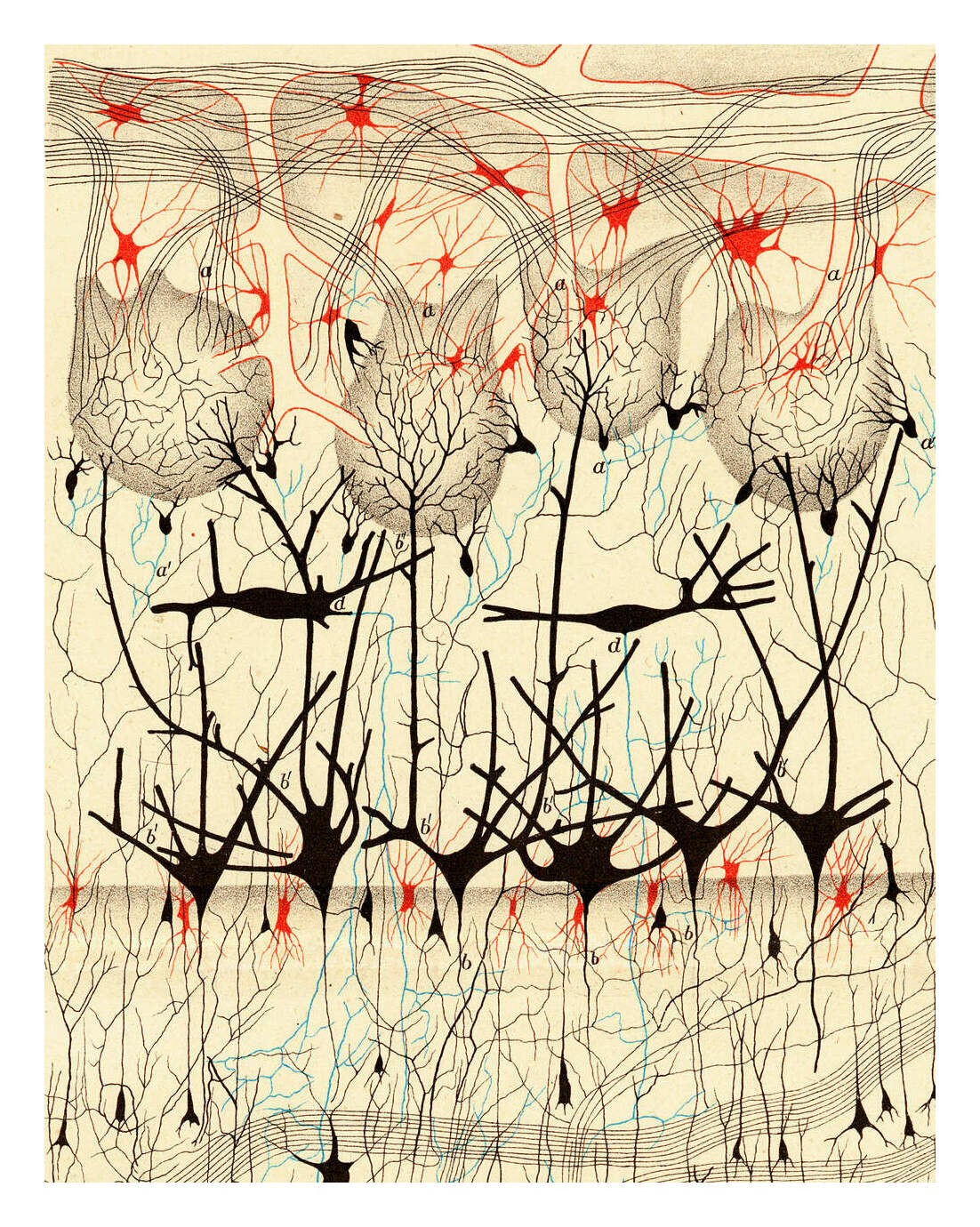 Dog olfactory bulb, neuron stain by Camillo Golgi (Sulla fina anatomia degli organi centrali del sistema nervoso 1885)