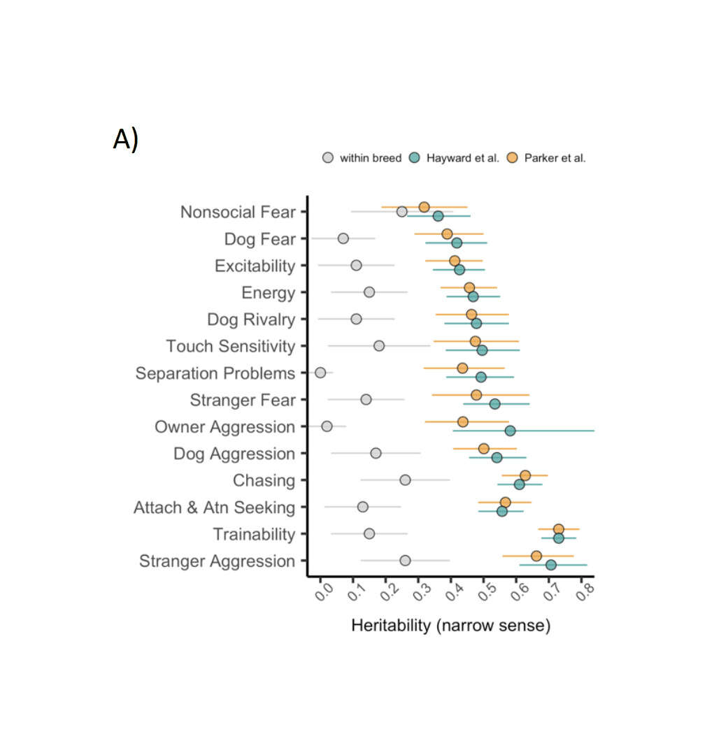 Figure 1: Heritability estimates, breed-level behavioral data, and clustering based on behavioral and genetic data . (A) Heritability (h2) estimates (proportion of variance attributable to genetic factors) for 14 behavioral traits. Genotypic variation accounts for five times more variance in analyses across vs. within breeds (within-breed estimates compiled from Ilska et al 2017). Points for Hayward et al and Parker et al reflect the results of analyses with independent genetic datasets. Error bars reflect the 95% confidence intervals.