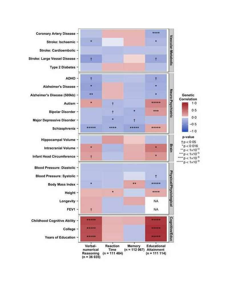 Hagenaars et al 2016: “Figure 1. Heat map of genetic correlations calculated using LD regression between cognitive phenotypes in UK Biobank and health-related variables from GWAS consortia. Hues and colors depict, respectively, the strength and direction of the genetic correlation between the cognitive phenotypes in UK Biobank and the health-related variables. Red and blue indicate positive and negative correlations, respectively. Correlations with the darker shade associated with a stronger association. Based on results in Table 2. ADHD, attention deficit hyperactivity disorder; FEV1, forced expiratory volume in 1 s; GWAS, genome-wide association study; LD, linkage disequilibrium; NA, not available.”