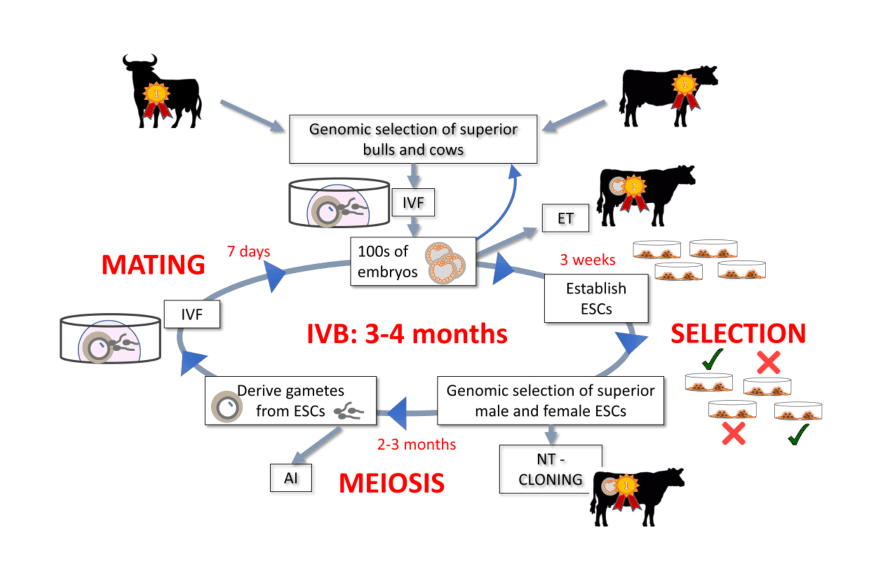 Figure 1: In Vitro Breeding (IVB). Diagram of the strategy, estimated times and possible alternatives for its implementation in animal production systems. (“NT”: nuclear transfer.)