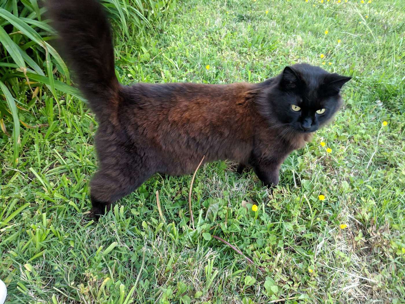 Here is another photo of my cat, just because I like it; it reminds me of Gerard Manley Hopkins’s poem “Pied Beauty”.